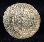 Cyclolites sp. (LAMARCK 1801) - Bild © FossNet FossilienStore